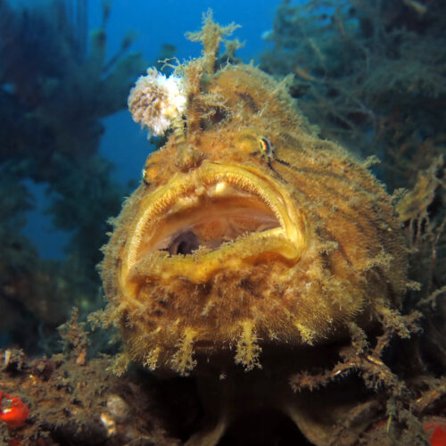 frogfish-reveals-how-it-evolved-the-“fishing-rod”-on-its-head