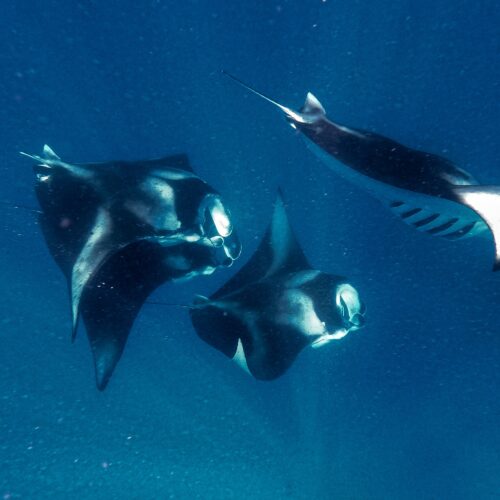 Manta rays inspire faster swimming robots and better water filters