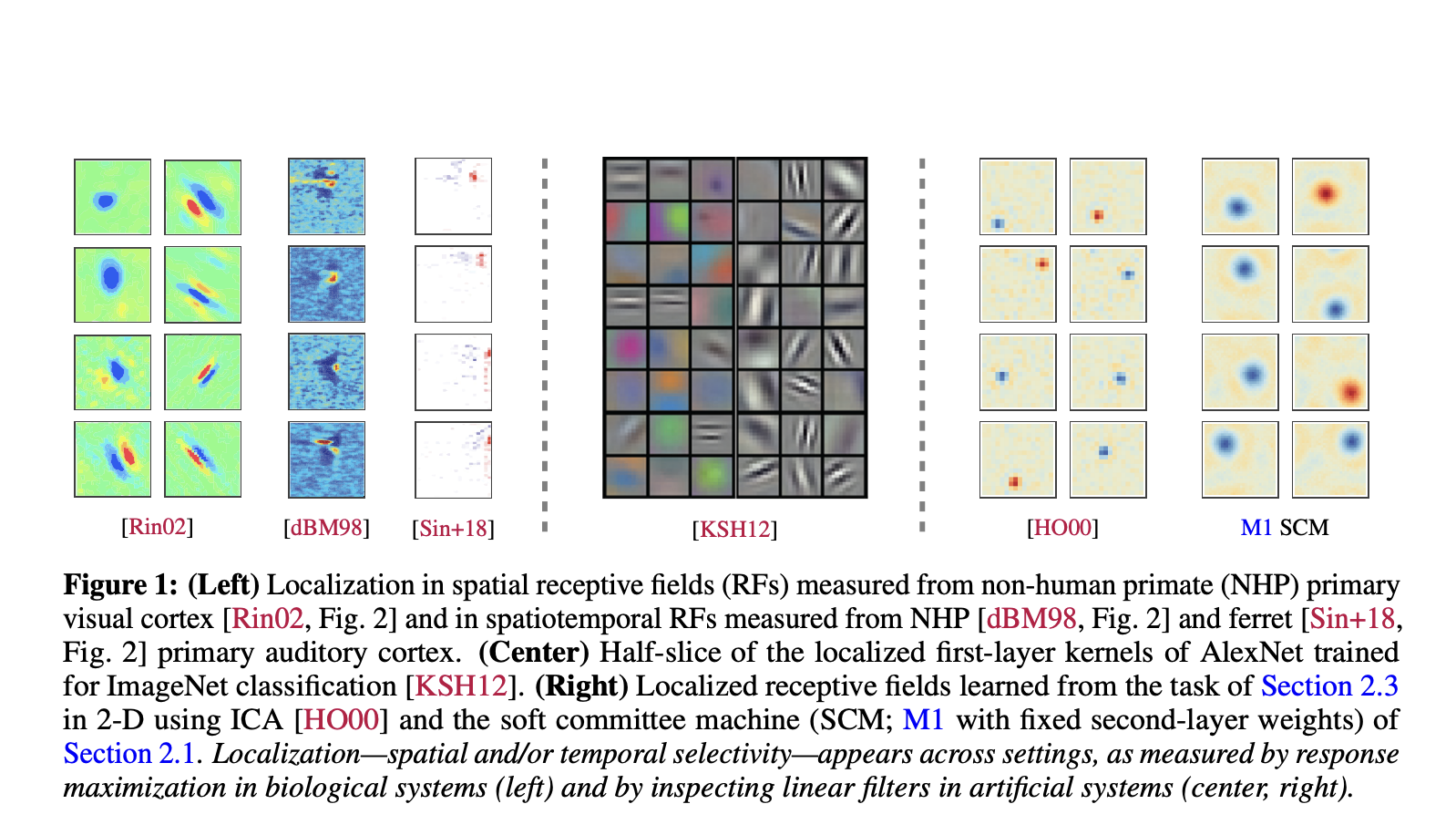 mechanisms-of-localized-receptive-field-emergence-in-neural-networks