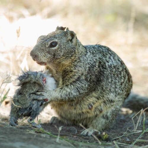 These squirrels are cold-blooded vole killers