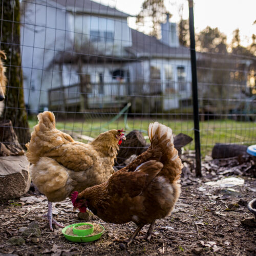 louisiana-resident-in-critical-condition-with-h5n1-bird-flu