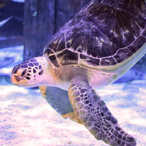 Green sea turtle gets relief from “bubble butt” syndrome thanks to 3D printing