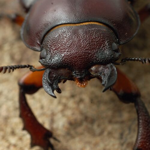 Up close and personal with the stag beetle in A Real Bug’s Life S2