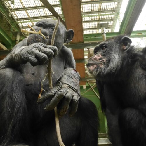 peeing-is-contagious-among-chimps