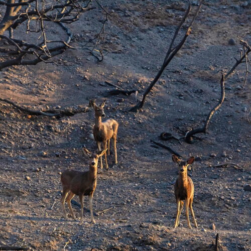 Southern California wildfires likely outpace ability of wildlife to adapt