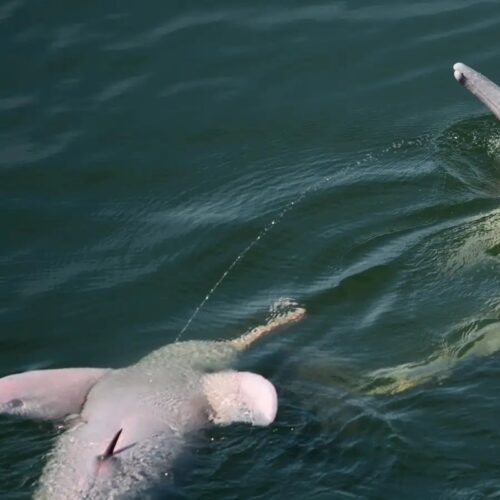 Let us spray: River dolphins launch pee streams into air