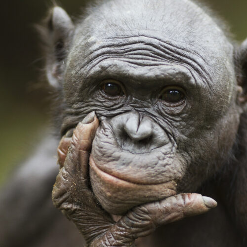 Bonobos recognize when humans are ignorant, try to help