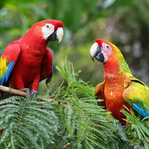 parrots-struggle-when-told-to-do-something-other-than-mimic-their-peers