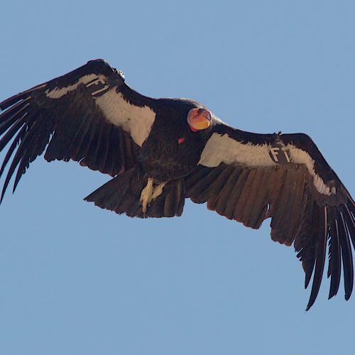 return-of-the-california-condor