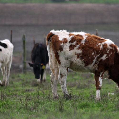 Bird flu strain that just jumped to cows infects dairy worker in Nevada