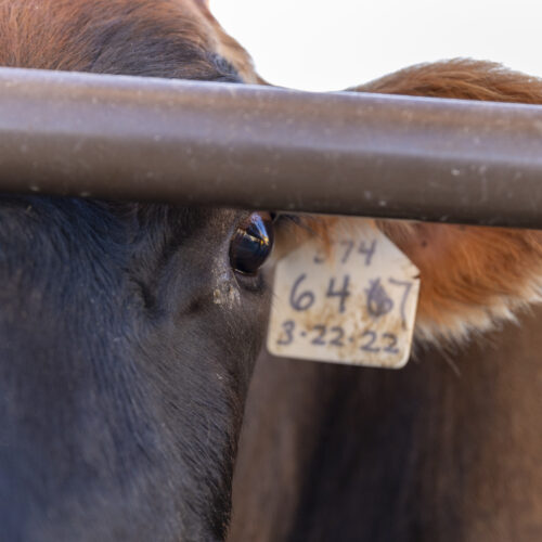 H5N1 testing in cow veterinarians suggests bird flu is spreading silently