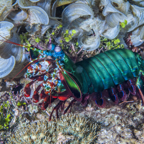 The seemingly indestructible fists of the mantis shrimp can take a punch