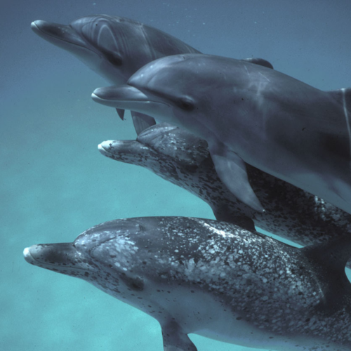 google-created-a-new-ai-model-for-talking-to-dolphins