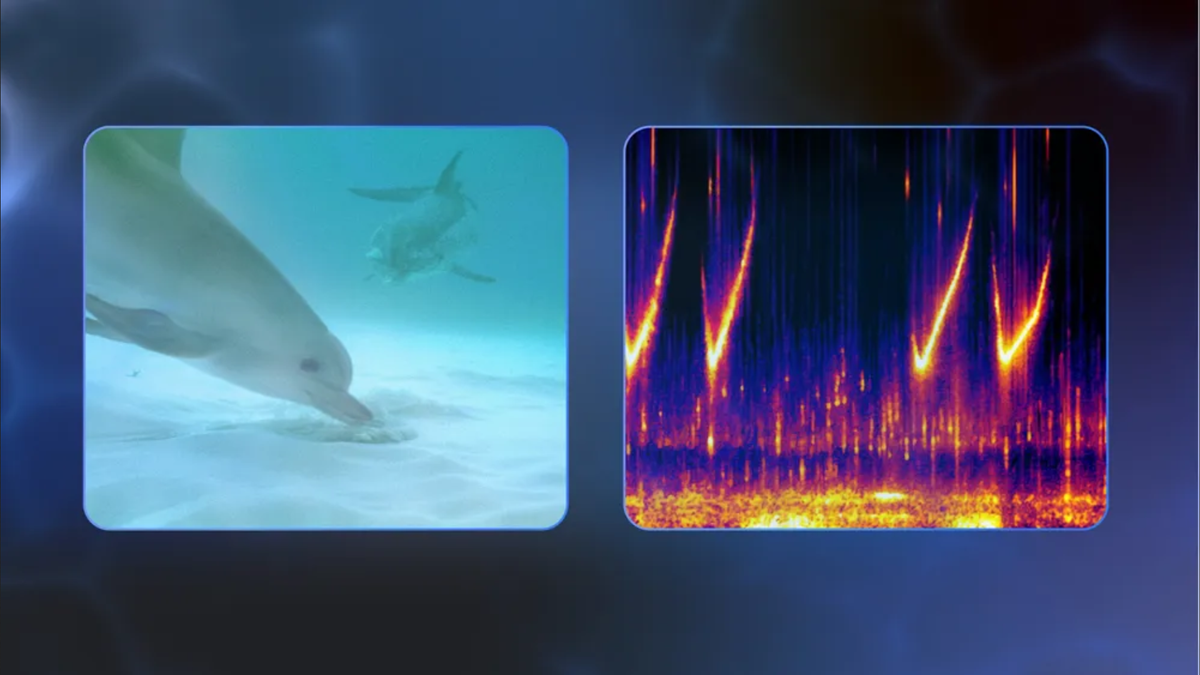 google’s-new-ai-model-could-someday-let-you-understand-and-talk-to-dolphins