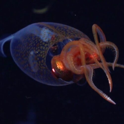 research-roundup:-tattooed-tardigrades-and-splash-free-urinals