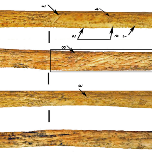 neanderthals-invented-their-own-bone-weapon-technology-by-80,000-years-ago