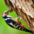 Free open-source Woodpecker aims to make red-teaming more accessible