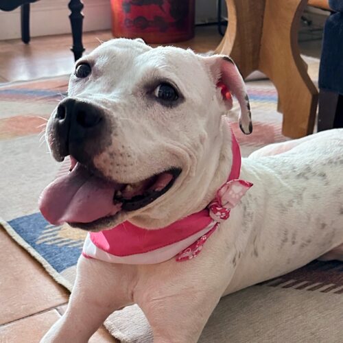 i-helped-a-lost-dog’s-airtag-ping-its-owner:-an-ode-to-replaceable-batteries