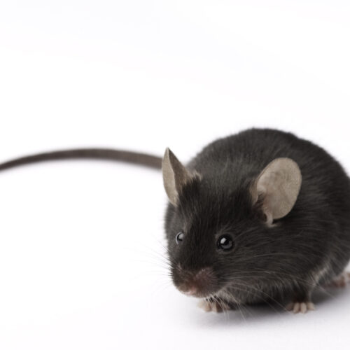 Experimental retina implants give mice infrared vision