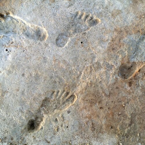 new-dating-for-white-sands-footprints-confirms-controversial-theory