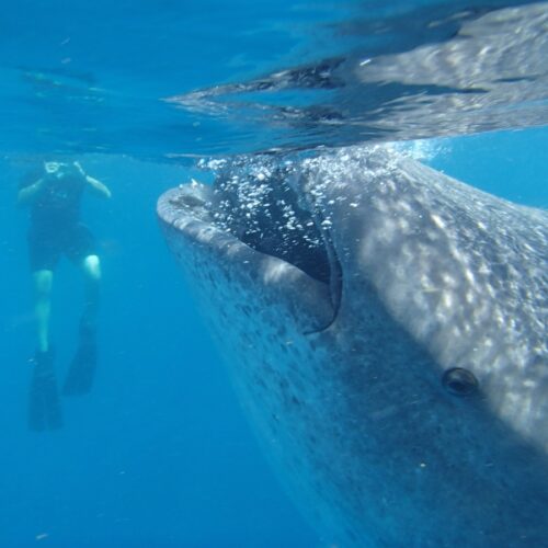 new-body-size-database-for-marine-animals-is-a-“library-of-life”