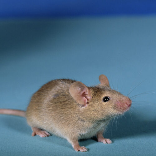 researchers-get-viable-mice-by-editing-dna-from-two-sperm