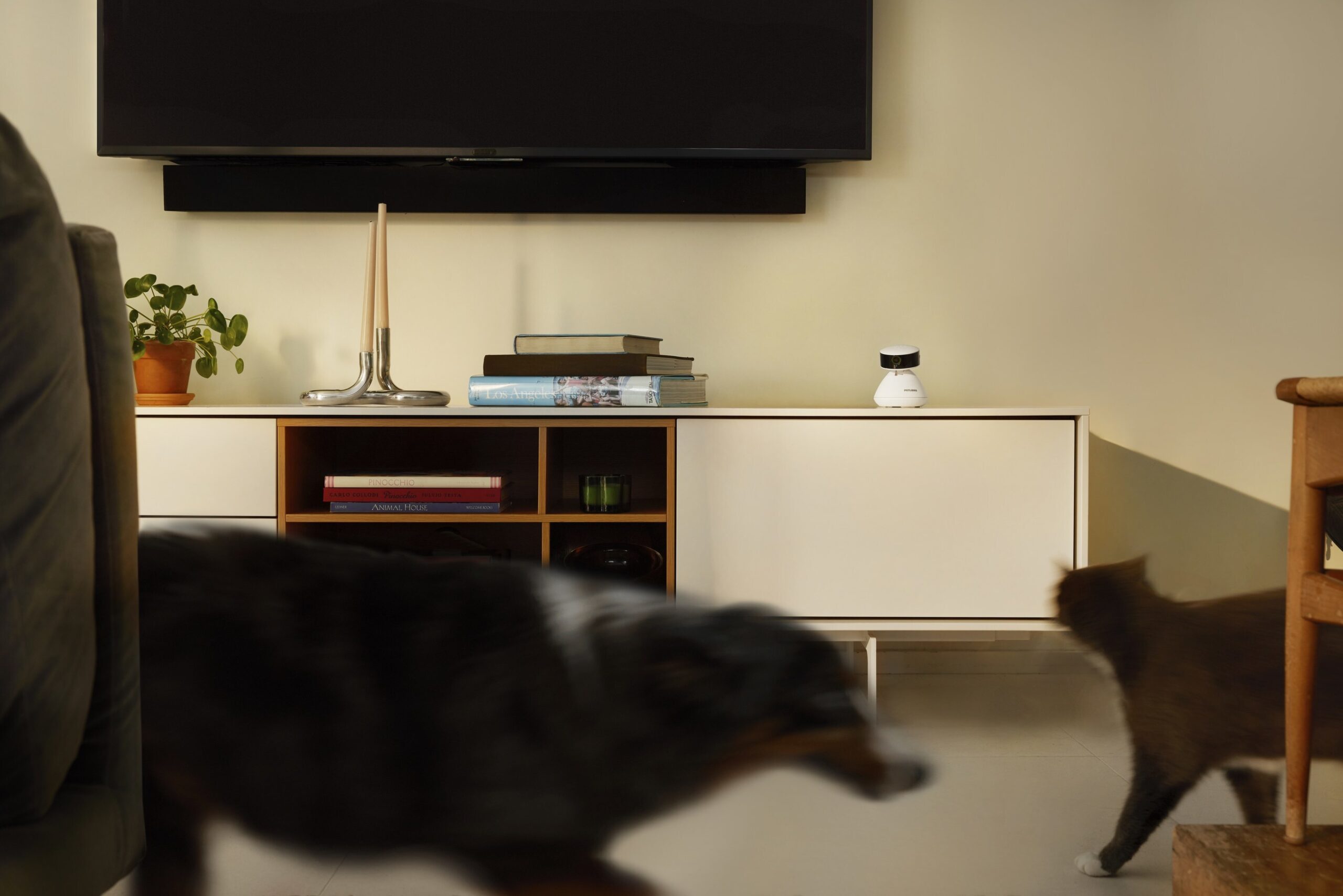 petlibro-launches-scout:-the-ai-powered-pet-camera-that-knows-the-difference-between-your-pets–and-what-they’re-up-to