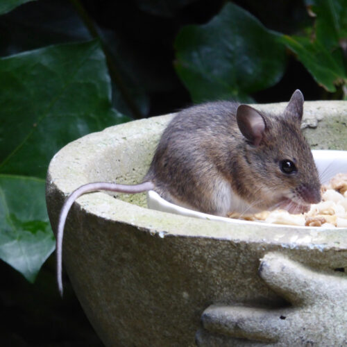 changing-one-gene-can-restore-some-tissue-regeneration-to-mice