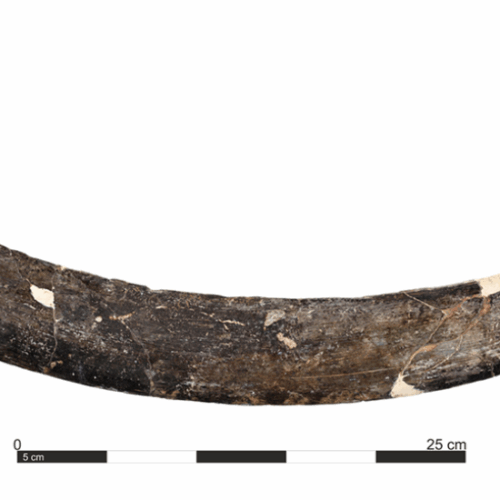 a-mammoth-tusk-boomerang-from-poland-is-40,000-years-old