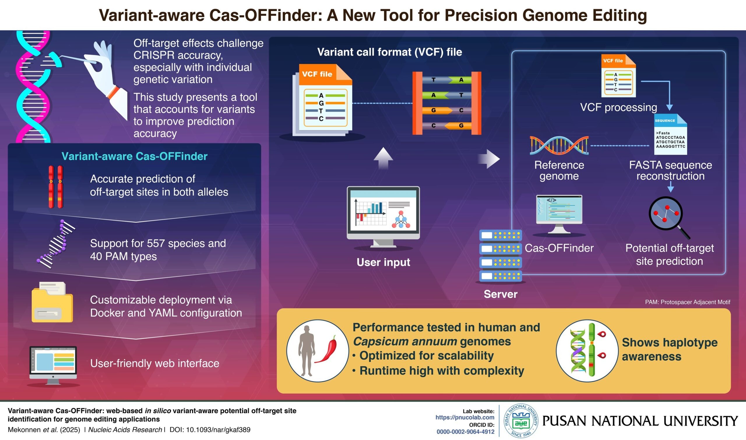 pusan-national-university-researchers-develop-tool-to-improve-crispr-off-target-predictions-using-genetic-variants