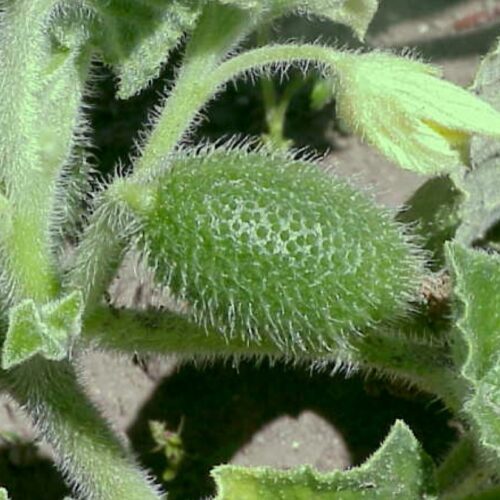 watch-this-cucumber-squirt-out-its-seeds-at-ballistic-speeds