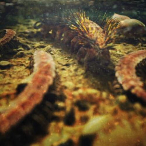 Research roundup: 7 cool science stories we almost missed