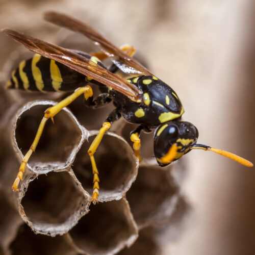 four-radioactive-wasp-nests-found-on-south-carolina-nuclear-facility