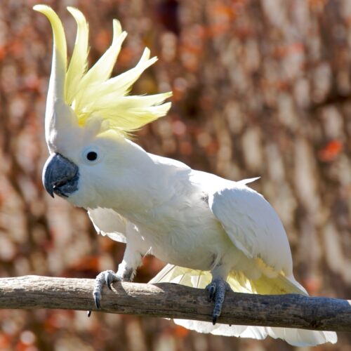 Cockatoos know 30 distinct dance moves