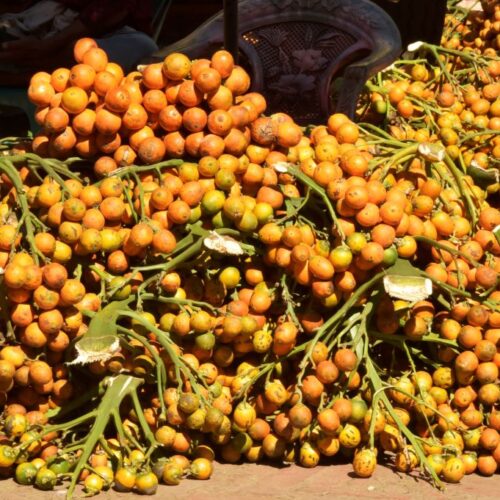 betel-nuts-have-been-giving-people-a-buzz-for-over-4,000-years