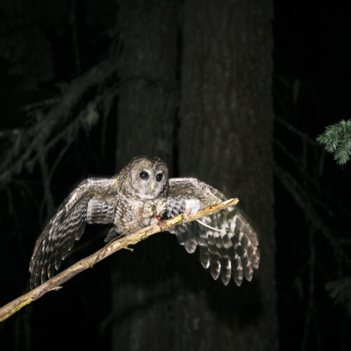 Trump admin dismisses Endangered Species List as “Hotel California”