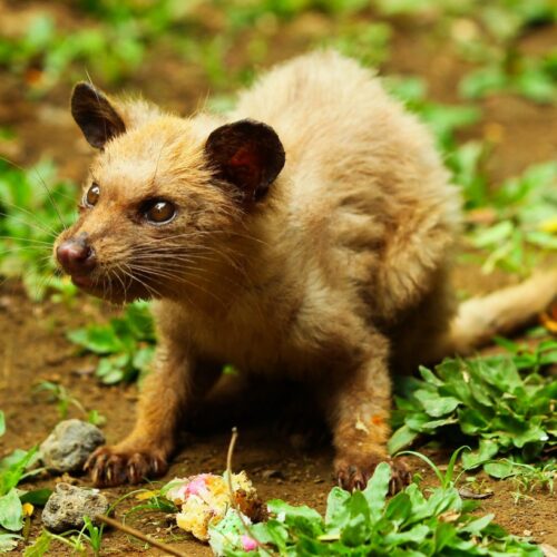 The chemistry behind that pricey cup of civet coffee