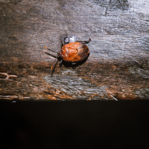 some-stinkbugs’-legs-carry-a-mobile-fungal-garden