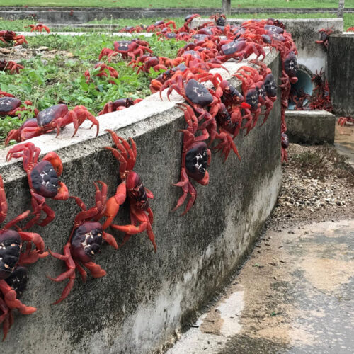 google-plans-secret-ai-military-outpost-on-tiny-island-overrun-by-crabs