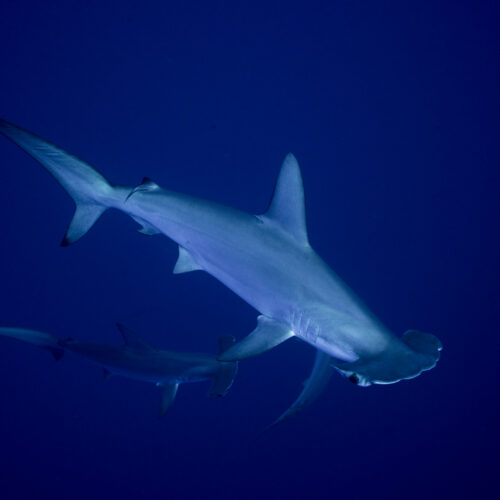 sharks-and-rays-gain-landmark-protections-as-nations-move-to-curb-international-trade