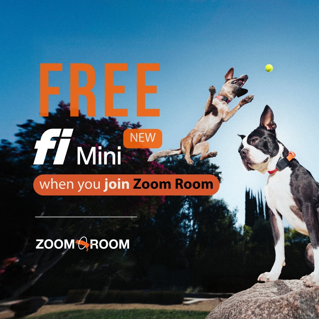 zoom-room-dog-training-partners-with-fi-to-bring-dog-fitness-tracking-nationwide