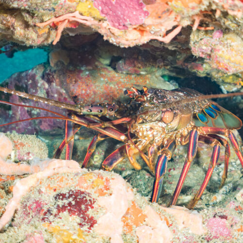 Looking for friends, lobsters may stumble into an ecological trap