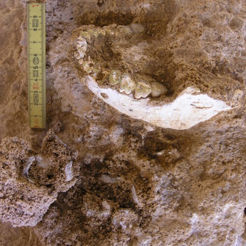 we-have-a-fossil-closer-to-our-split-with-neanderthals-and-denisovans