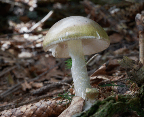 wild-mushrooms-keep-killing-people-in-california;-3-dead,-35-poisoned