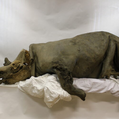 scientists-sequence-a-woolly-rhino-genome-from-a-14,400-year-old-wolf’s-stomach