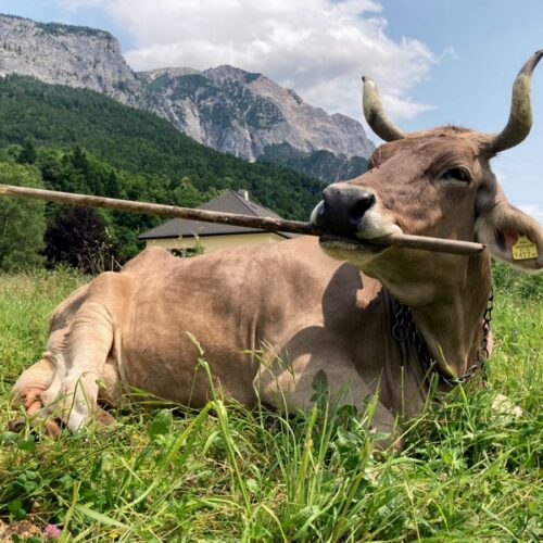 Meet Veronika, the tool-using cow