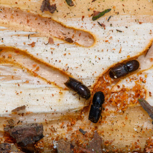 fungus-could-be-the-insecticide-of-the-future