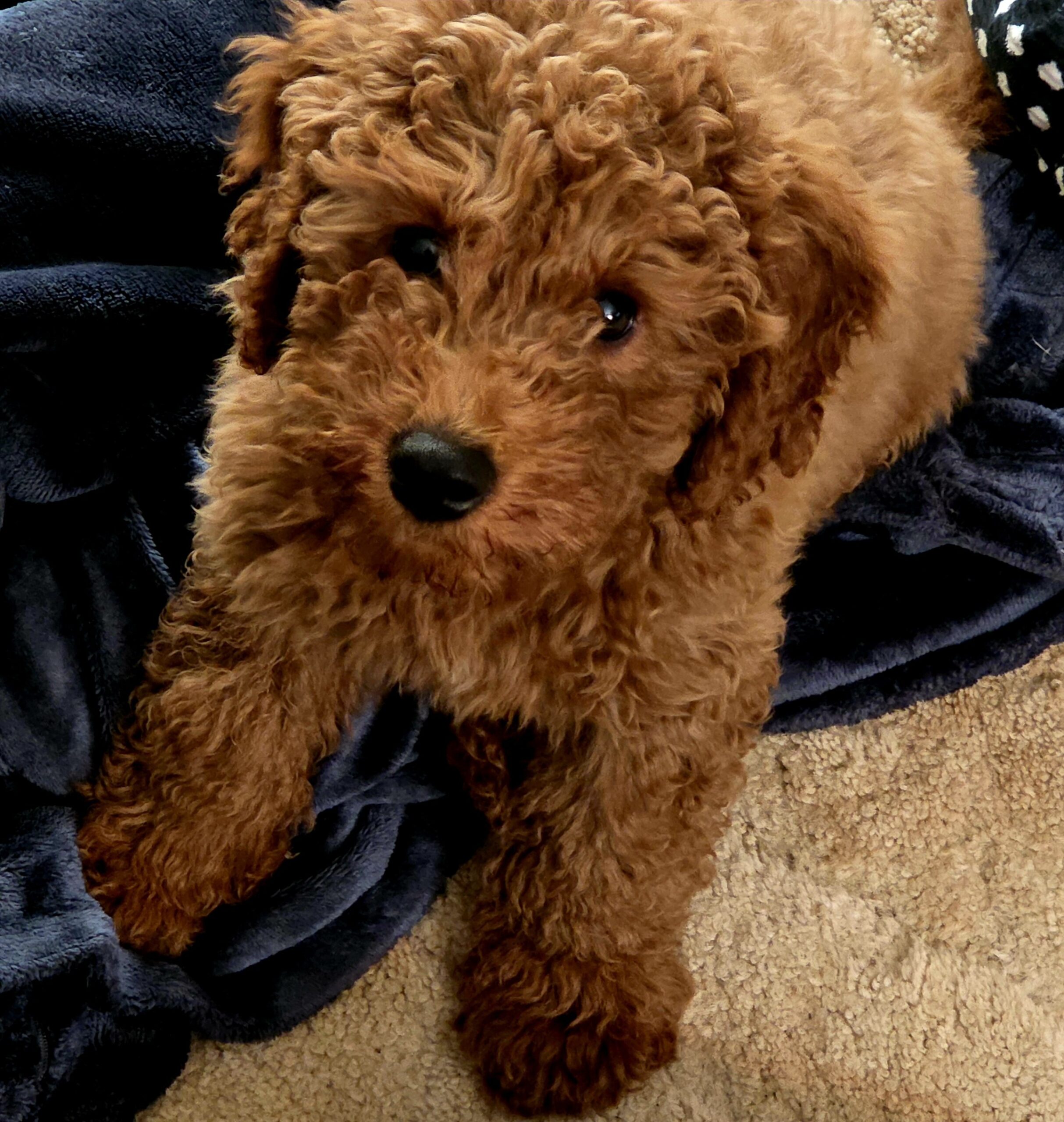 ironstone-academy-expands-premier-goldendoodle-training-program-with-new-masterclass-modules