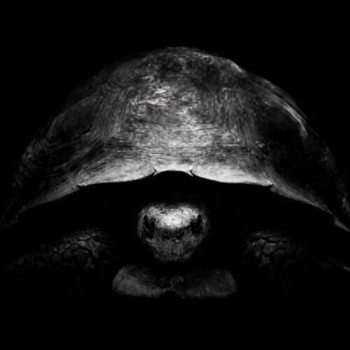 why-is-bezos-trolling-musk-on-x-with-turtle-pics?-because-he-has-a-new-moon-plan.