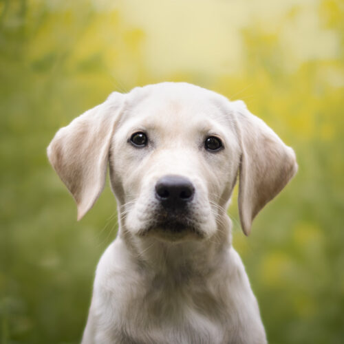 ring-cancels-flock-deal-after-dystopian-super-bowl-ad-prompts-mass-outrage